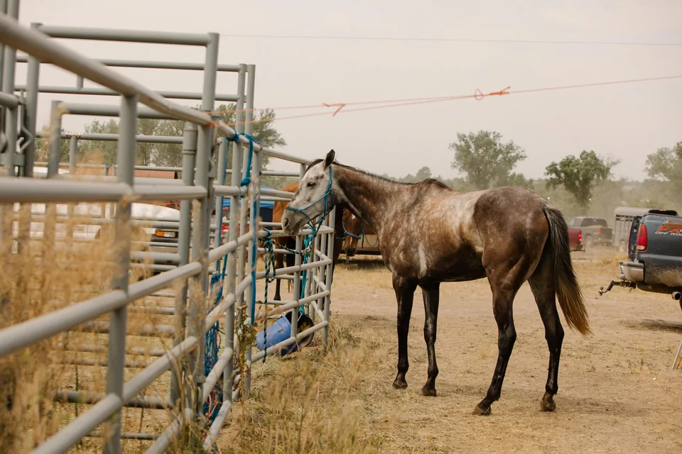 A horse stands tethered to a metal fence beside hay bales.