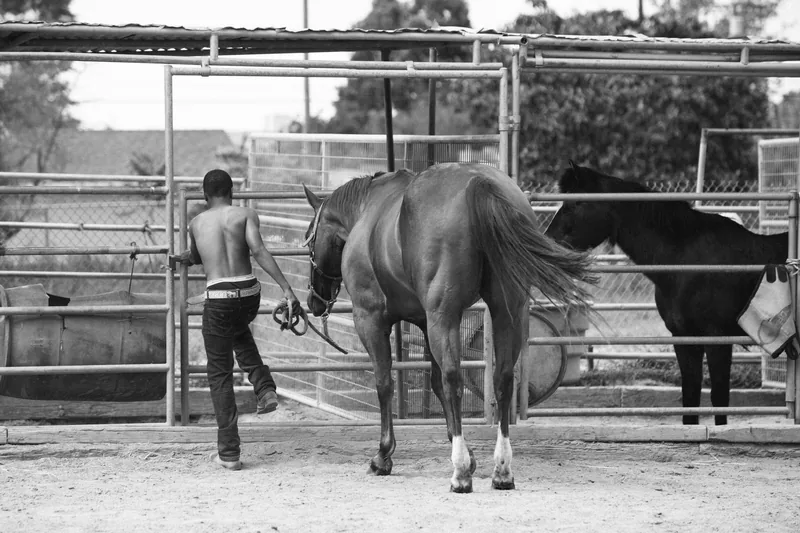 A young person leading a horse toward a paddock gate, photographed in black and white.