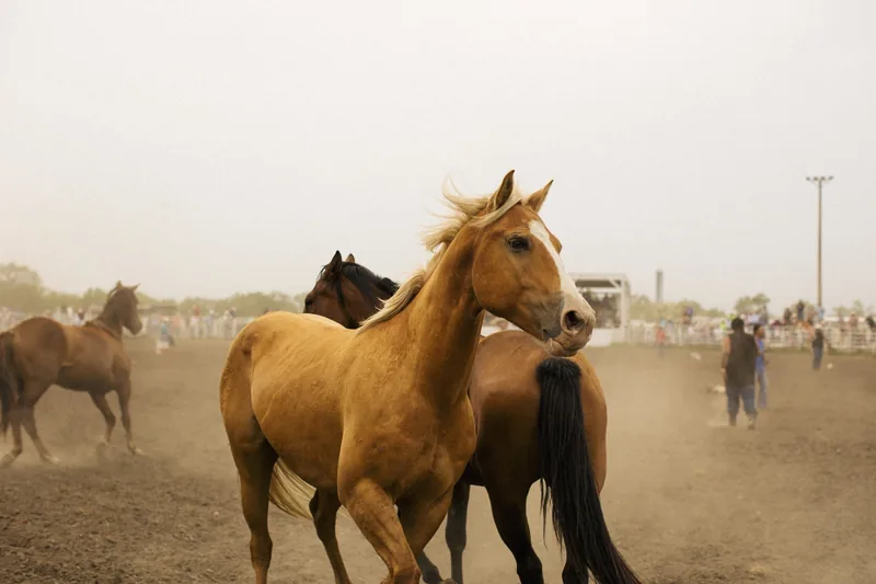 A group of horses standing in a dusty enclosure.