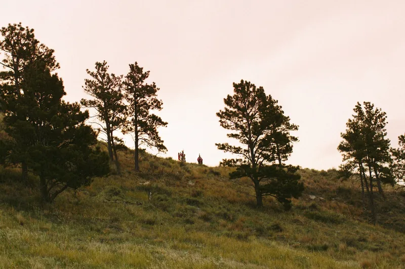 Trees scattered across a grassy hillside beneath a warm evening sky.